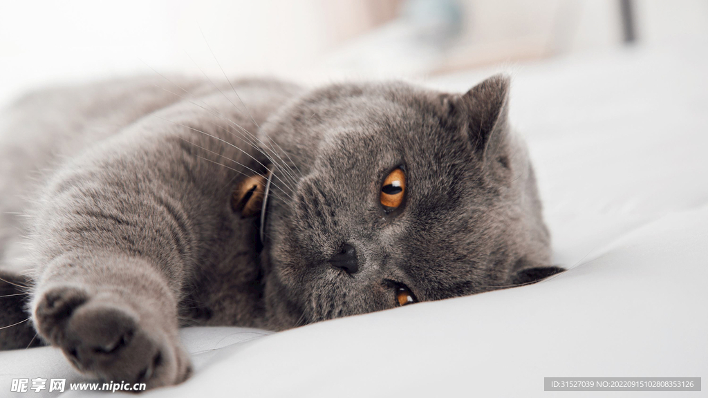 灰色小猫摄影图