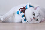 白色小猫高清摄影
