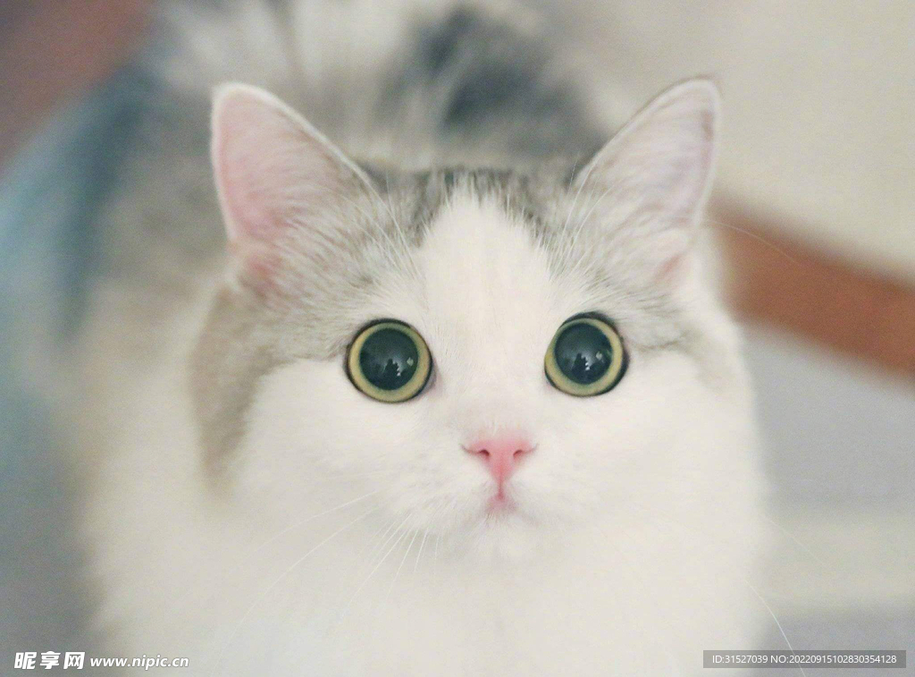 可爱的白色小猫
