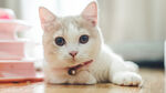 白色小猫高清摄影