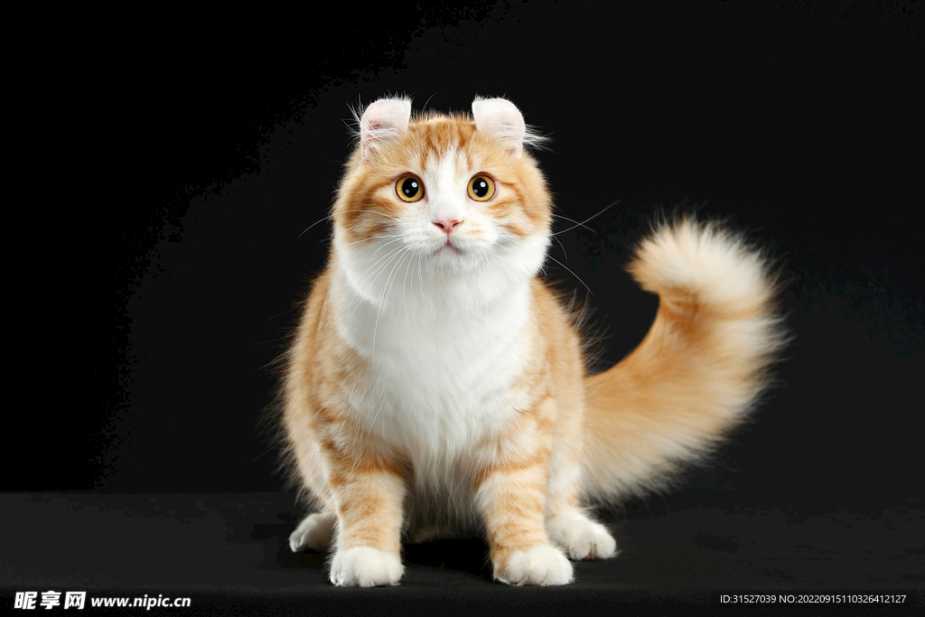 小猫高清摄影图