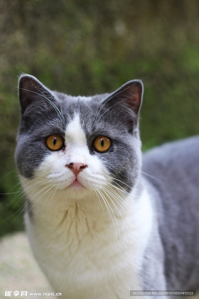 小猫特写