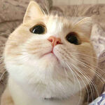 可爱的小奶猫图片