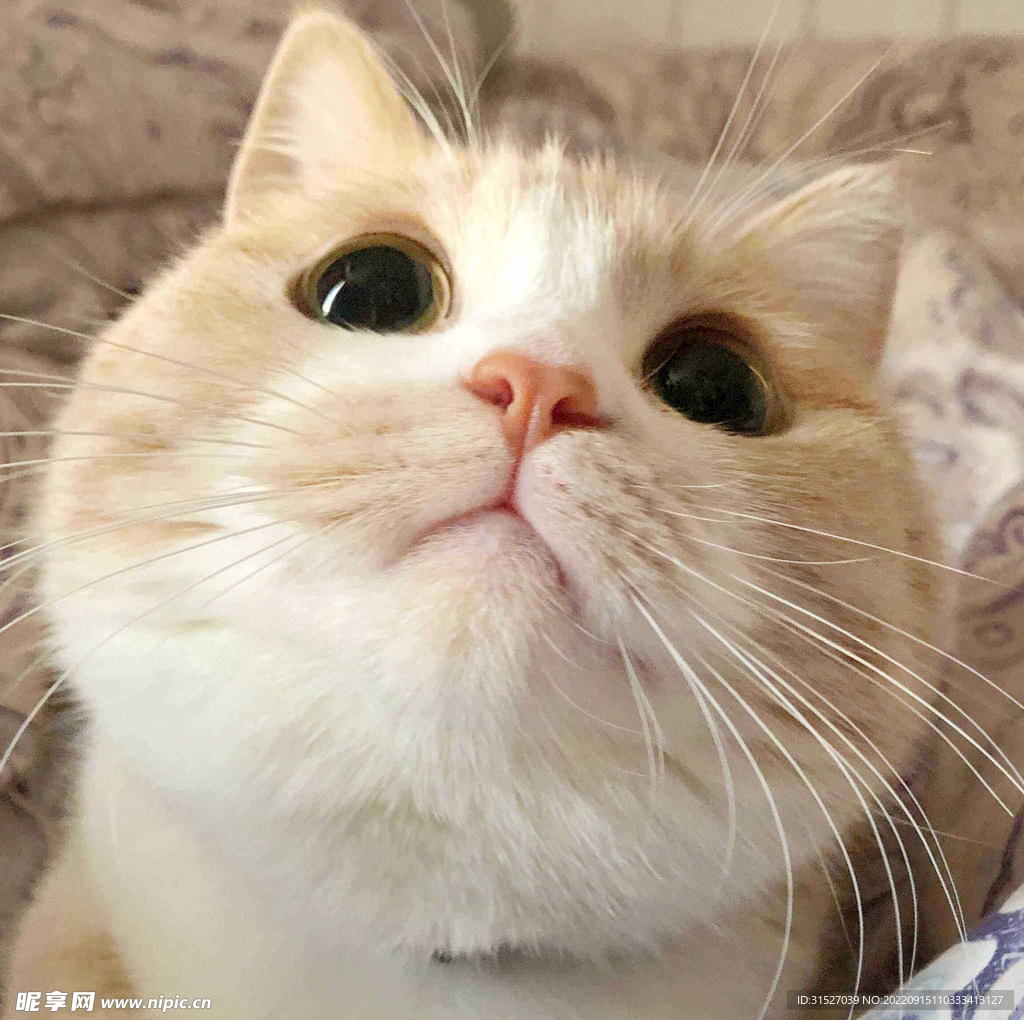 可爱的小奶猫图片