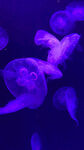 水母发光背景图