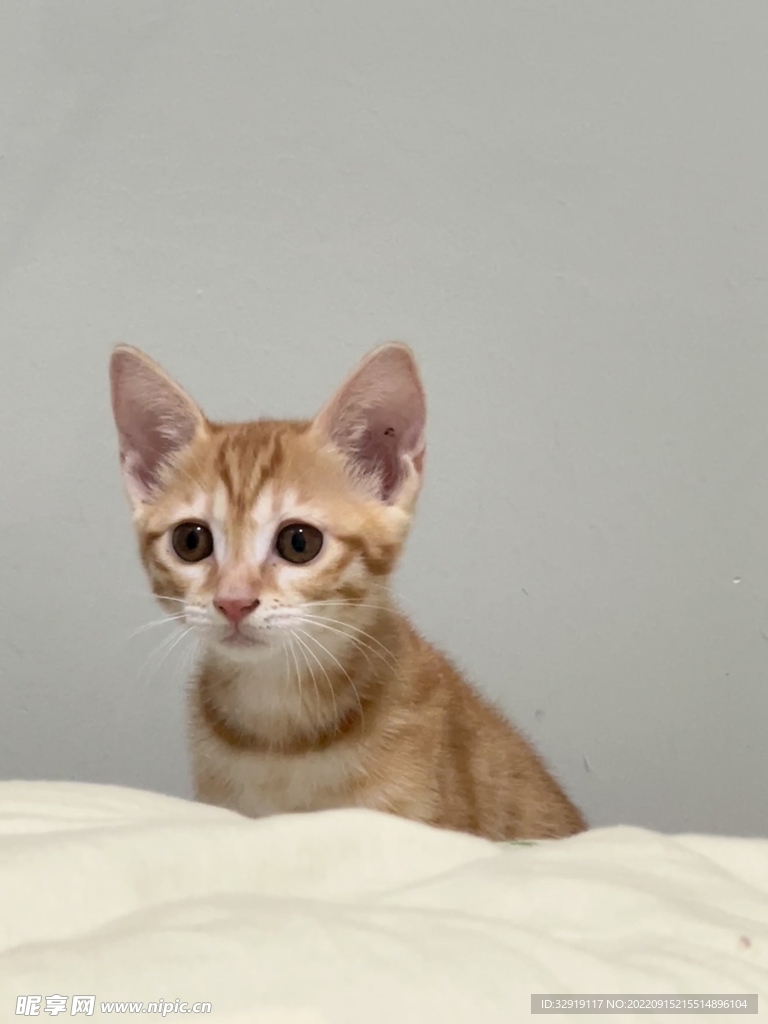 橘猫