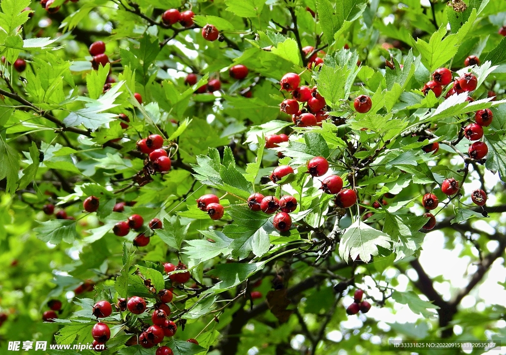 山楂