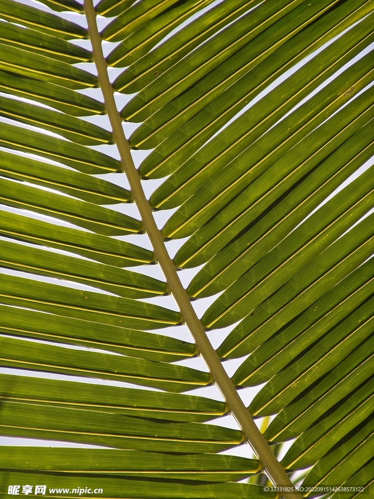 棕榈叶