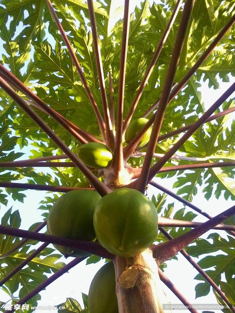 木瓜