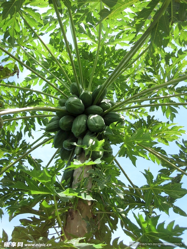 木瓜