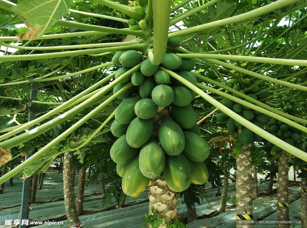 木瓜