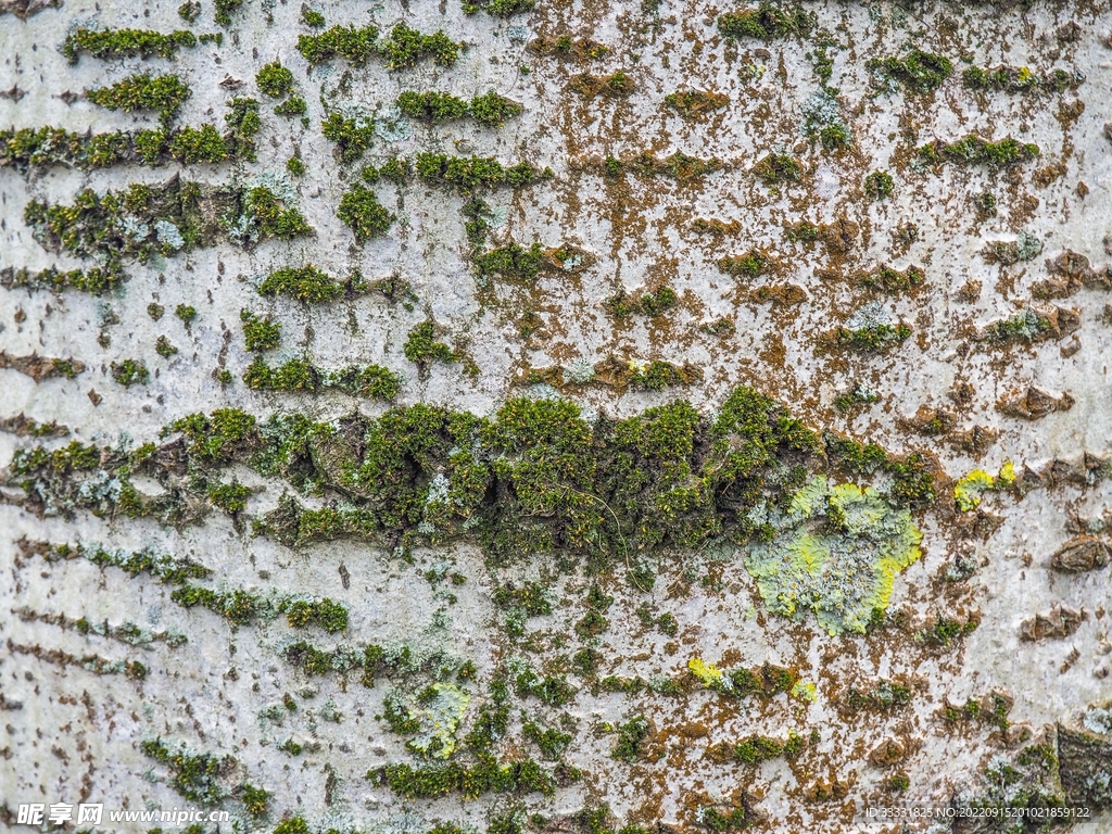 木纹背景