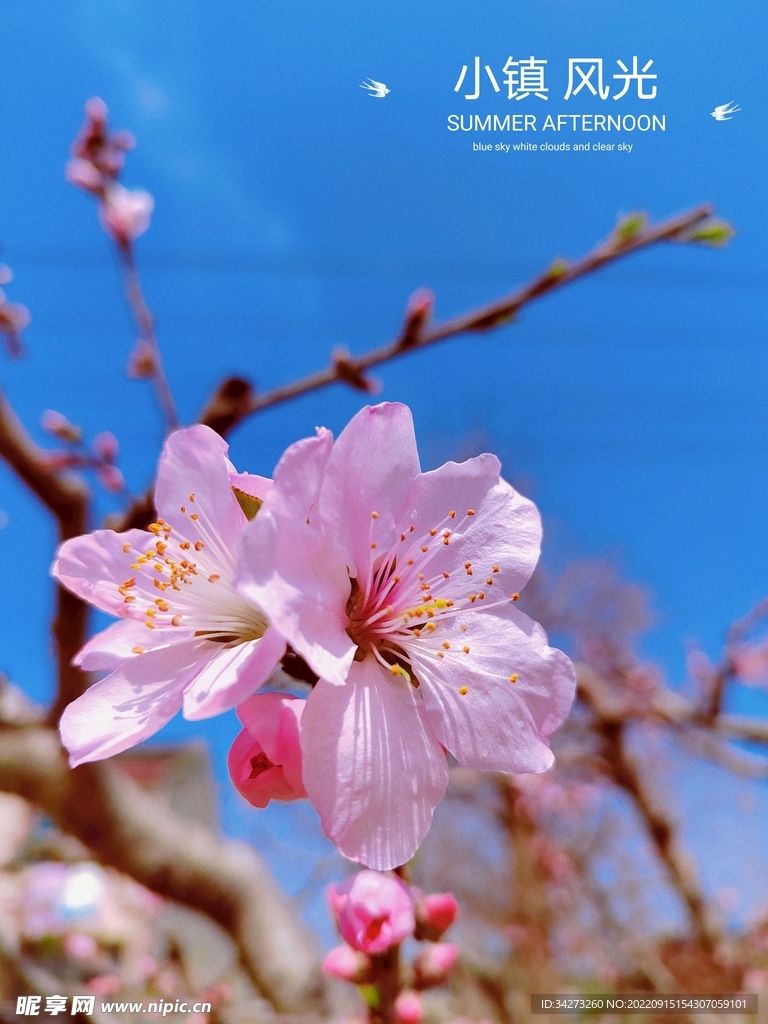 桃花开了