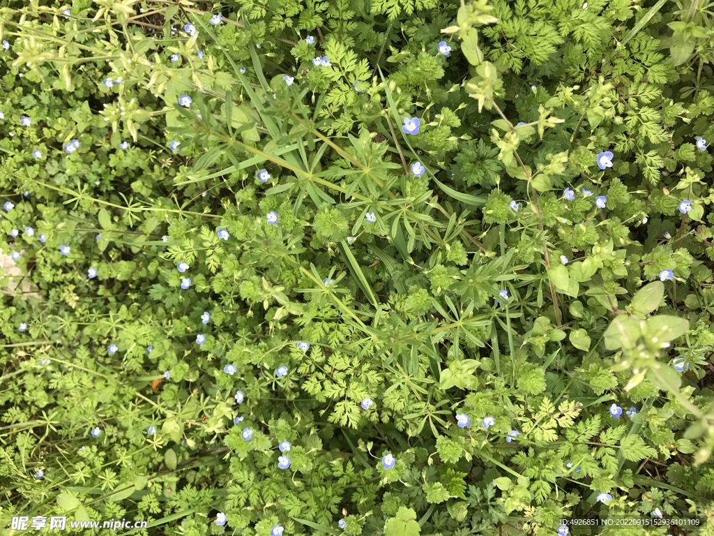 花草背景