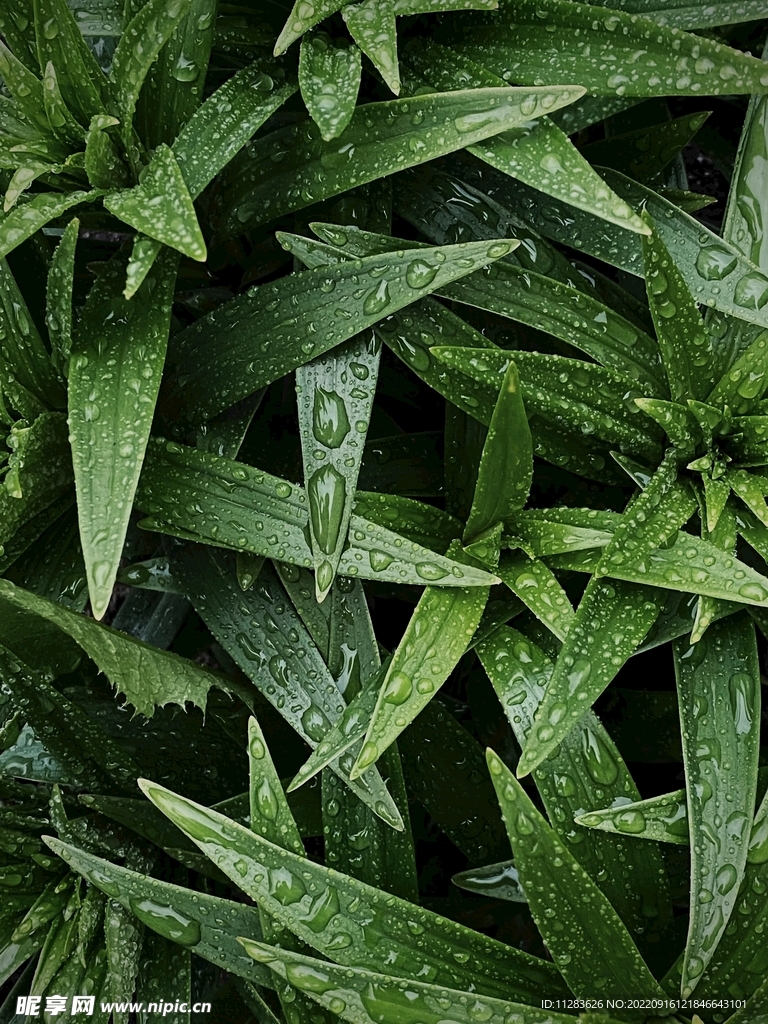 雨后树叶背景