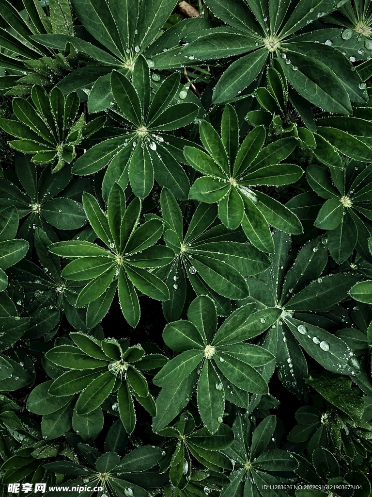 绿叶水珠背景