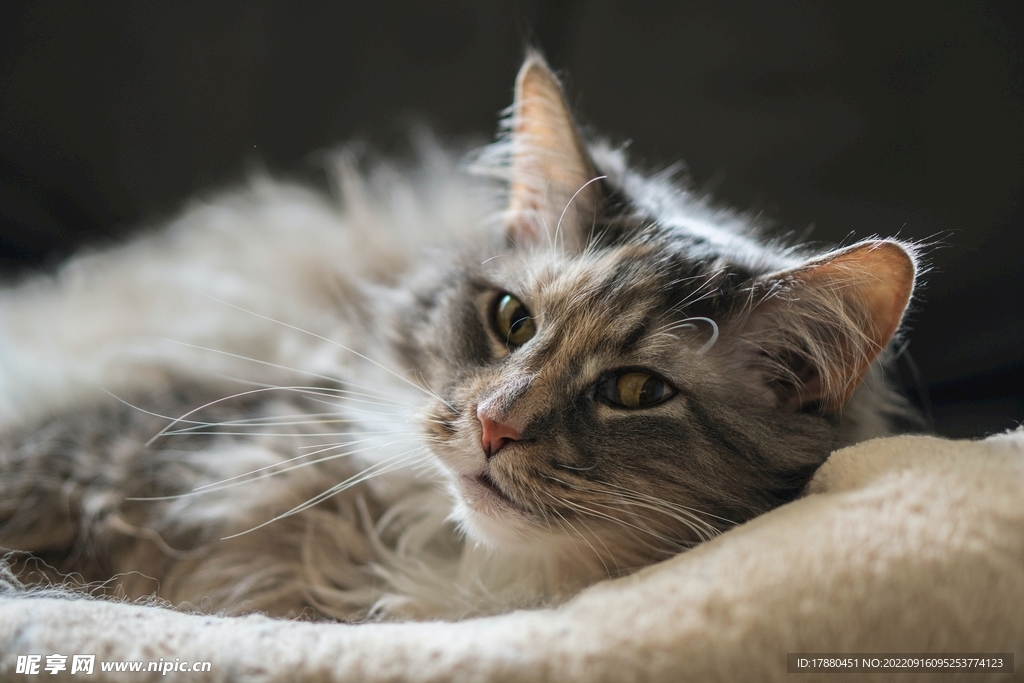 猫