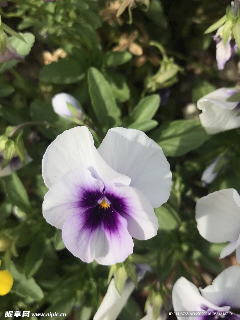 鲜花花朵花卉