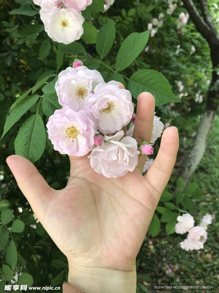 蔷薇花鲜花 