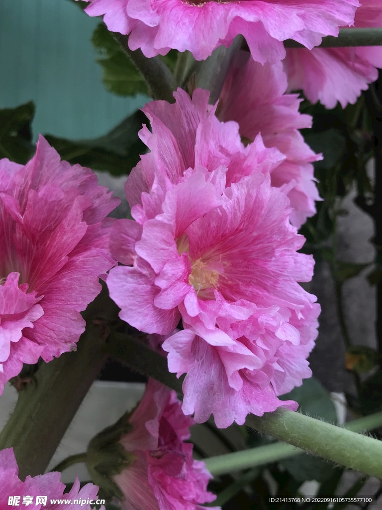 鲜花花朵花卉 