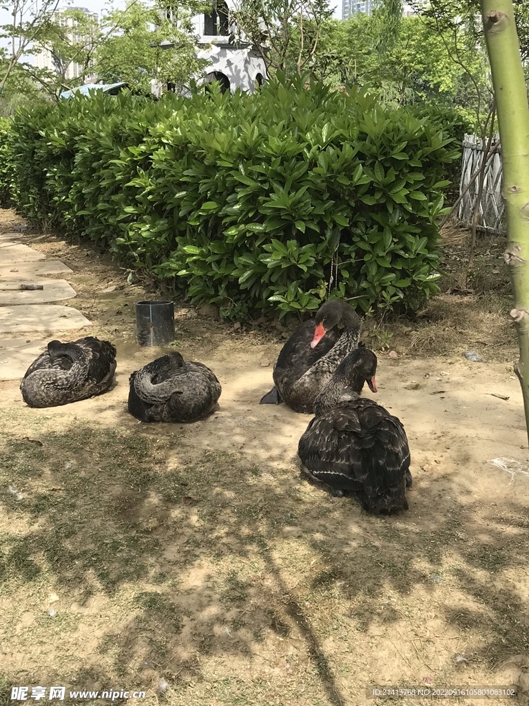 黑天鹅