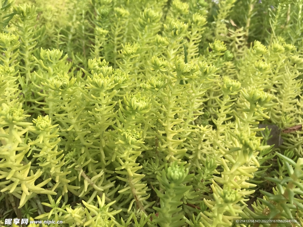 绿植绿叶植物