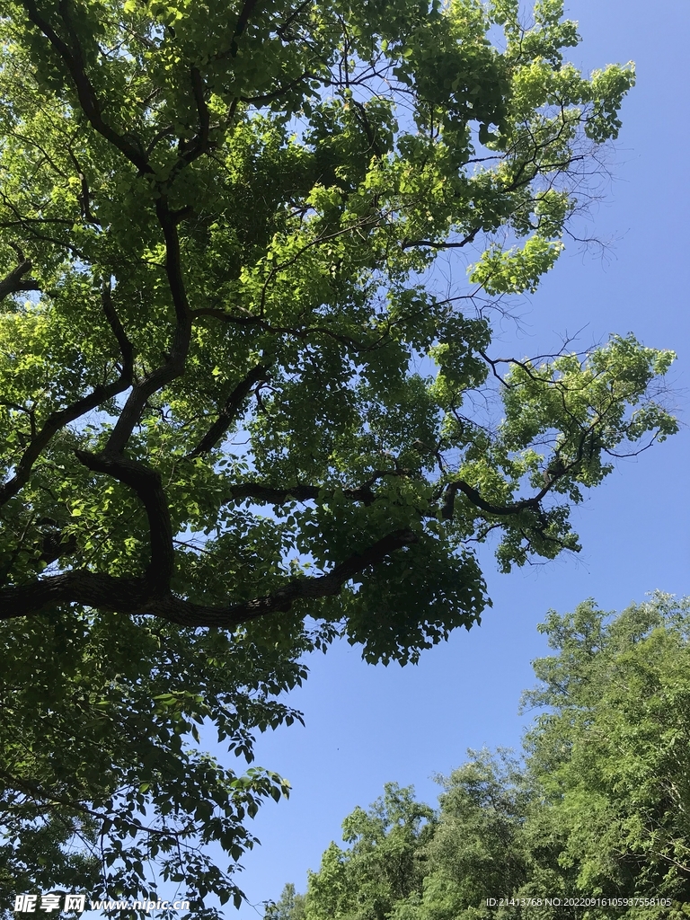 大树树木树林 