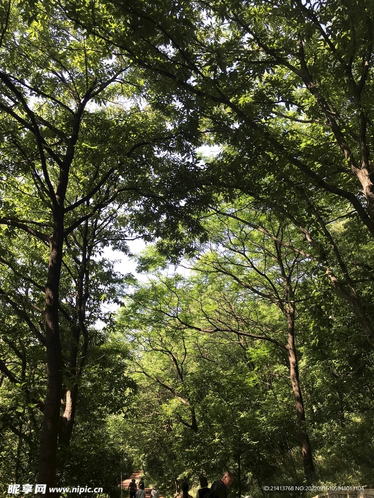 大树树木树林 