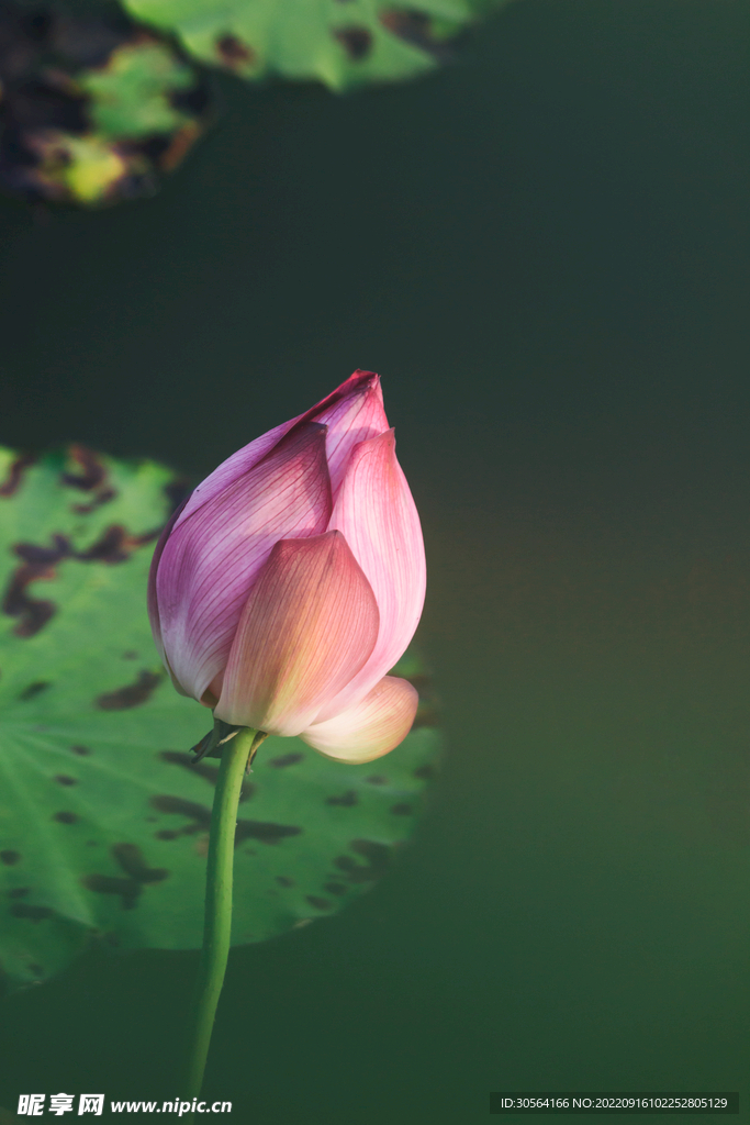 荷花花蕾