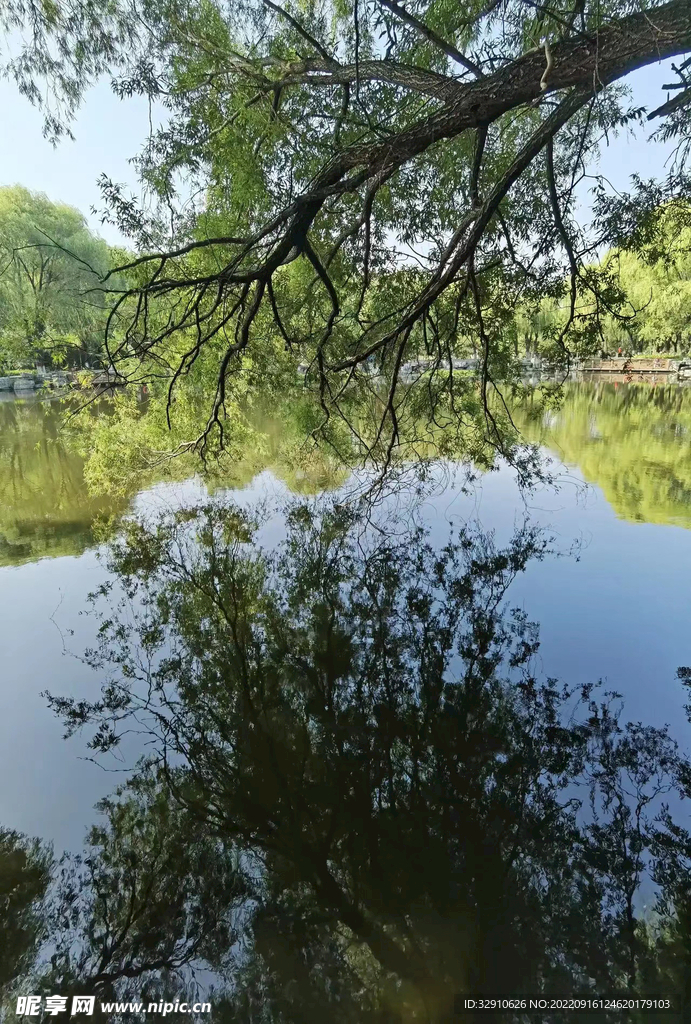 河边小树