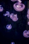透明紫色水母