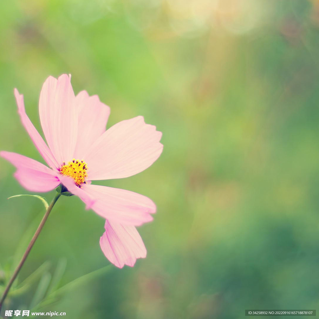 花草