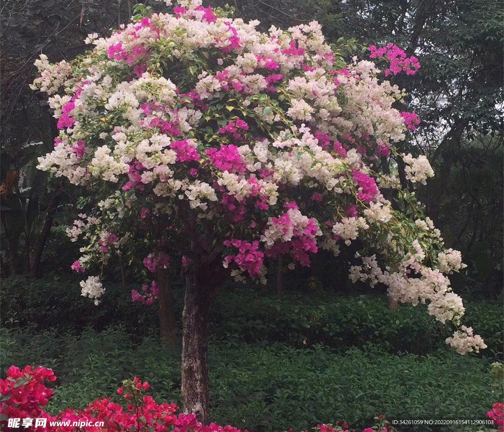 深圳莲花山公园里盛开的鲜花