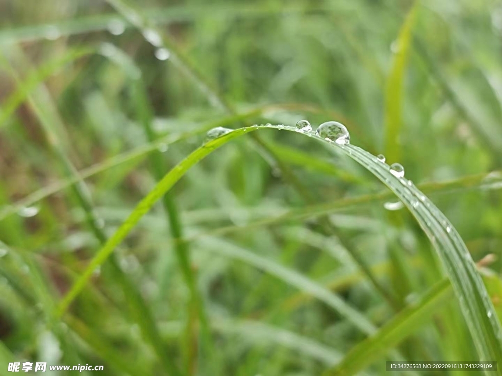 雨后景色（小草）