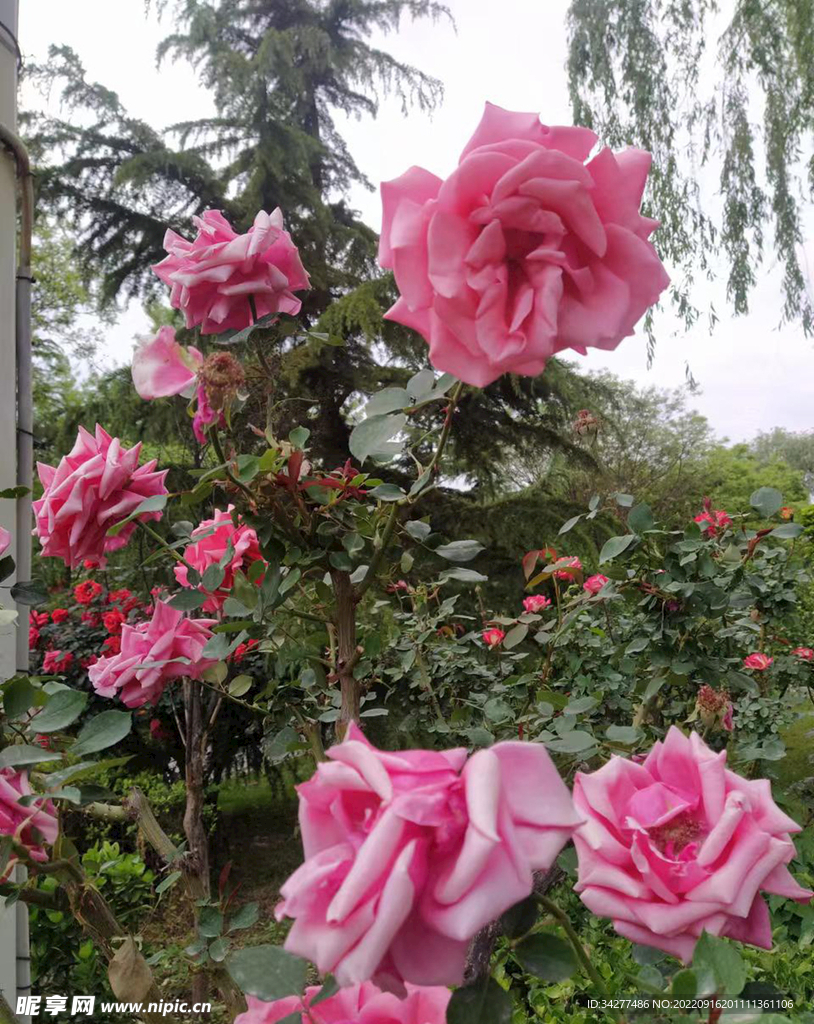 月季花