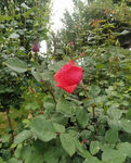 月季花