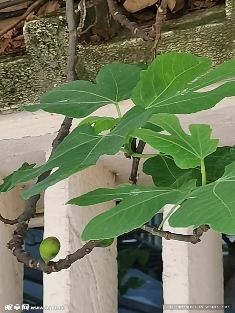 无花果