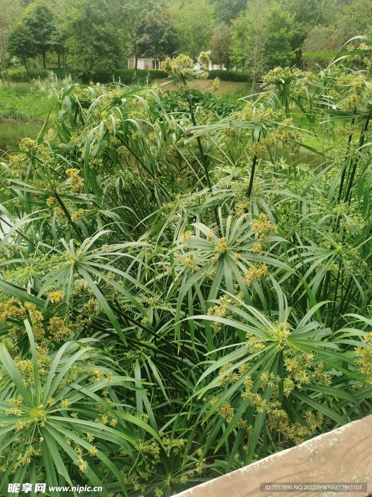 花草