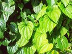 草叶