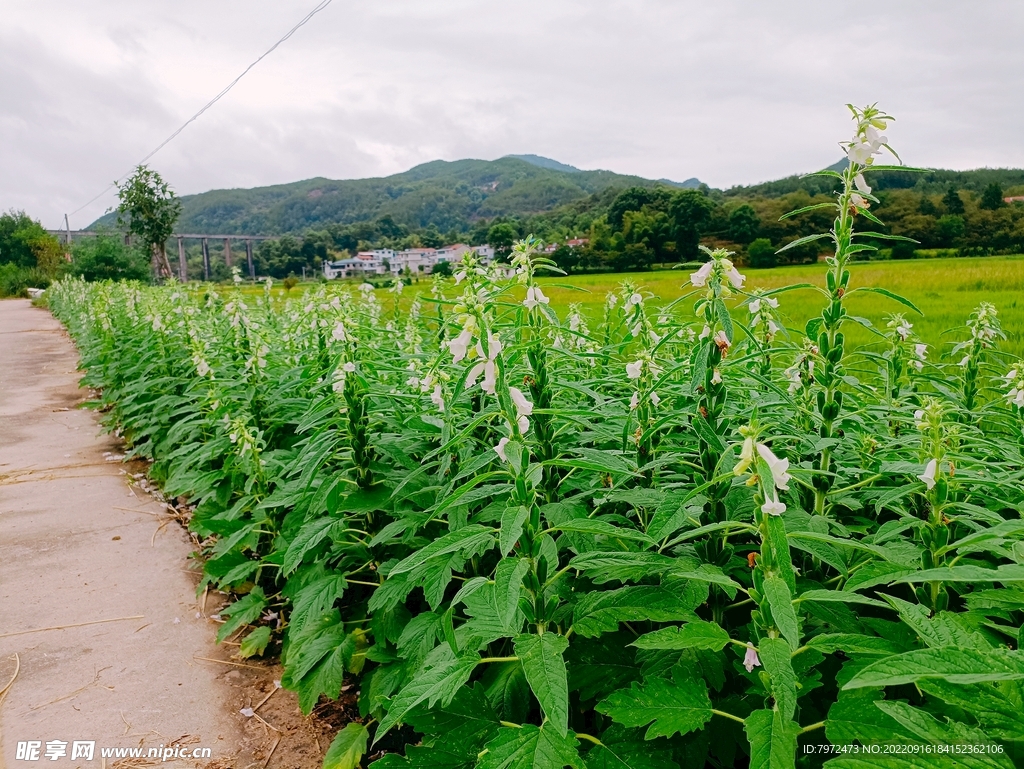 芝麻