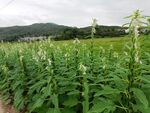 芝麻开花