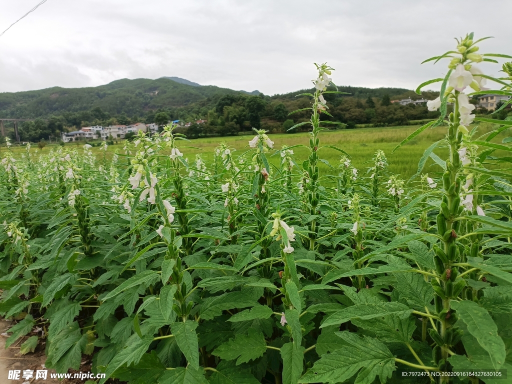 芝麻开花