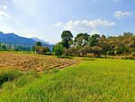 田园风光