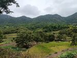 田野