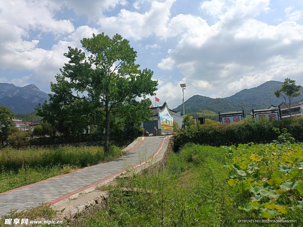 樟树