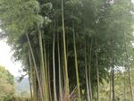 竹子