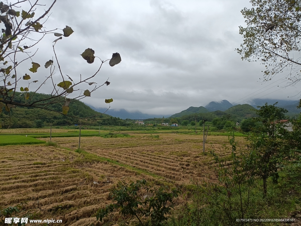 田野
