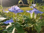 牵牛花