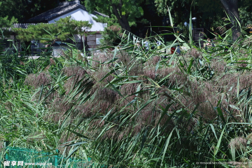 芦苇花 