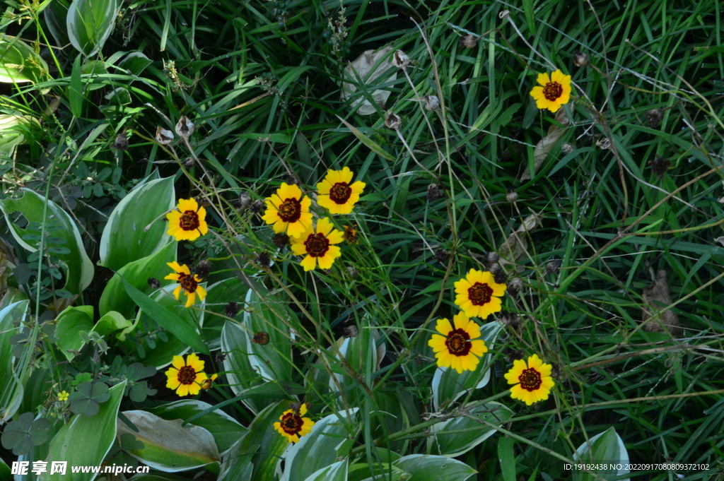 金鸡菊  